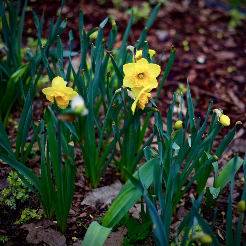 Настурция - Натали Королева