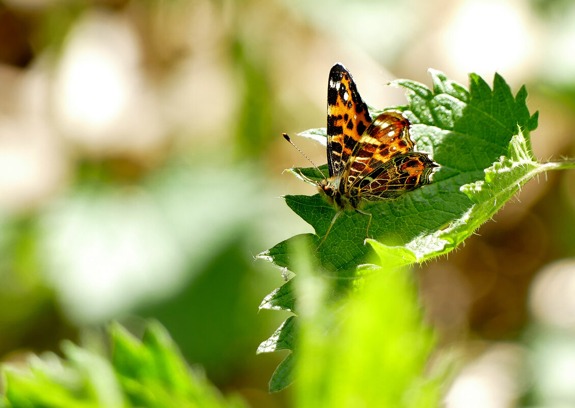 бабочки, снятые 2 мая  6 - Александр Прокудин