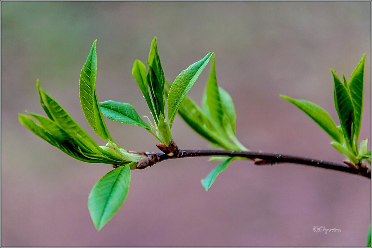 Май, начло... - Aquarius - Сергей Май, начло... - Aquarius - Сергей