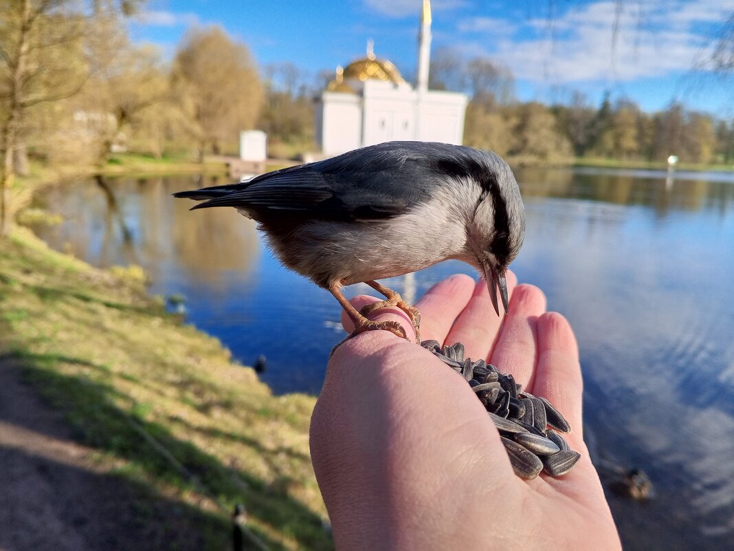 Поползень - Сапсан 