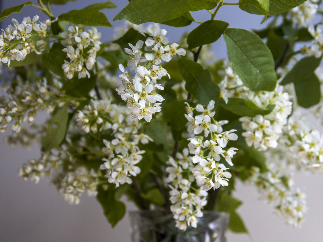 Черёмуха 2 - Елена Пономарева Черёмуха 2 - Елена Пономарева