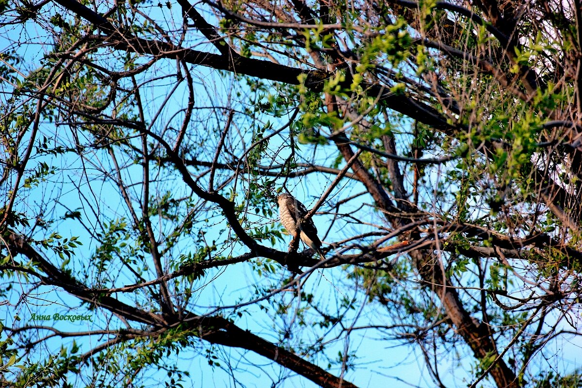 Ястреб перепелятник на высоком дереве за моим окном. - Восковых Анна Васильевна Ястреб перепелятник на высоком дереве за моим окном. - Восковых Анна Васильевна