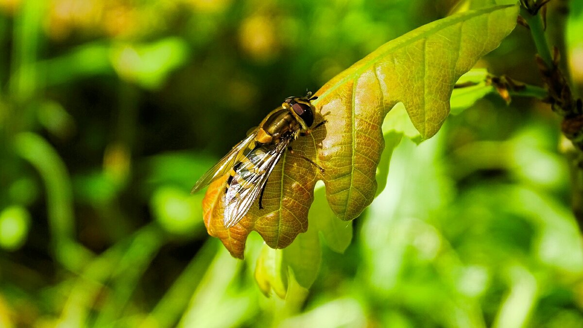 Журчалка - Милешкин Владимир Алексеевич Журчалка - Милешкин Владимир Алексеевич