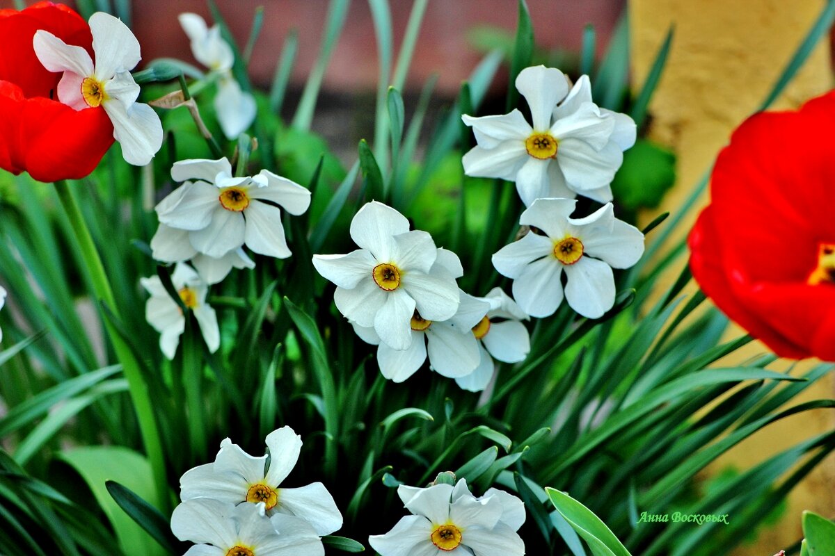 Нарциссы. - Восковых Анна Васильевна Нарциссы. - Восковых Анна Васильевна