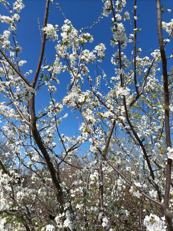 Цветение вишни - Veera V