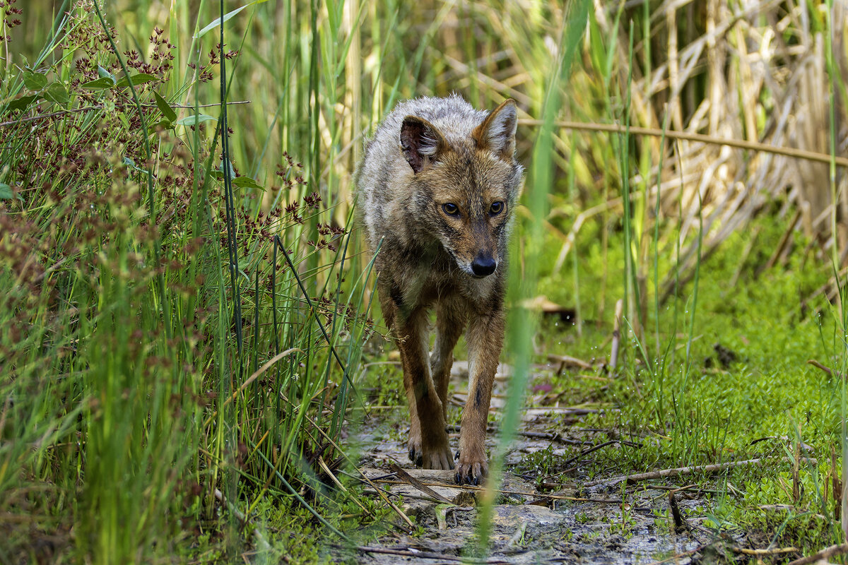Золотистый шакал. - Alexander Amromin