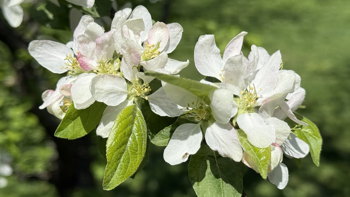 Яблоня - <<< Наташа >>>