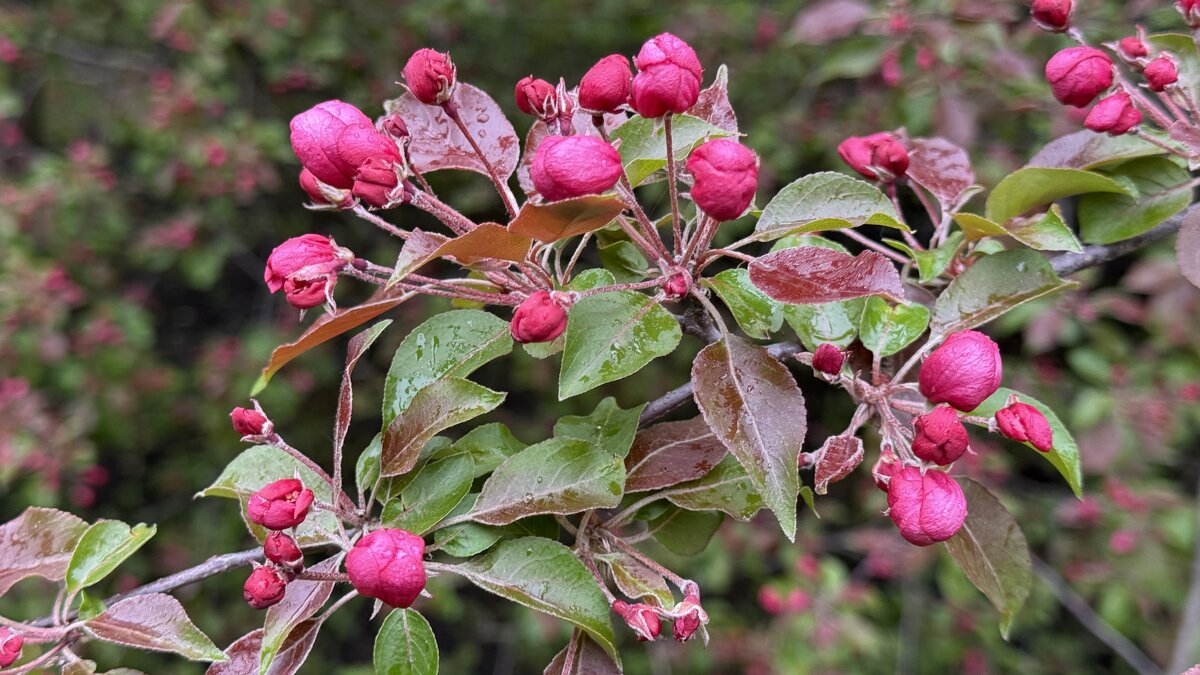 Цветение - <<< Наташа >>> Цветение - <<< Наташа >>>