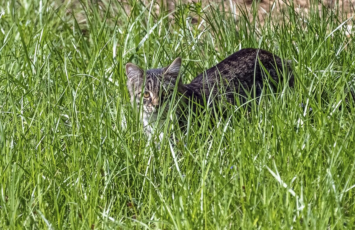 На охоте - Валерий Иванович