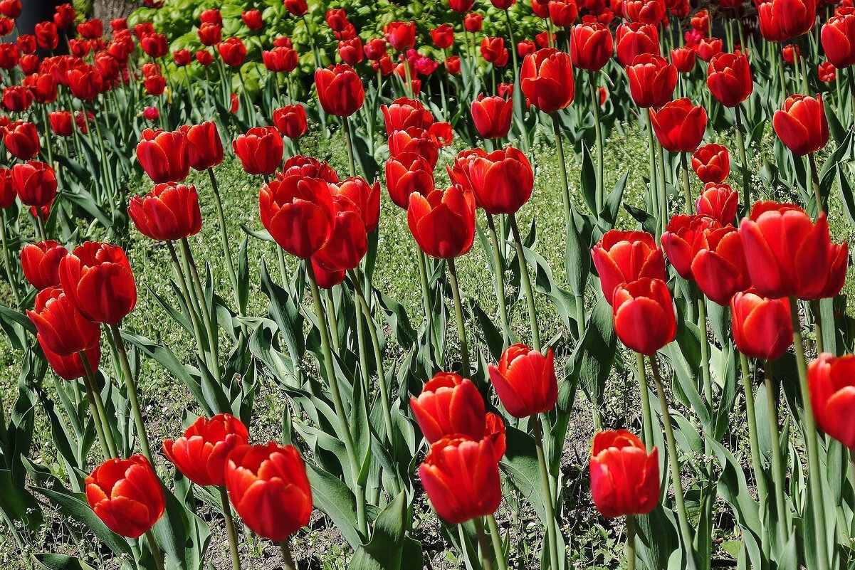 Тюльпаны - Рита Симонова