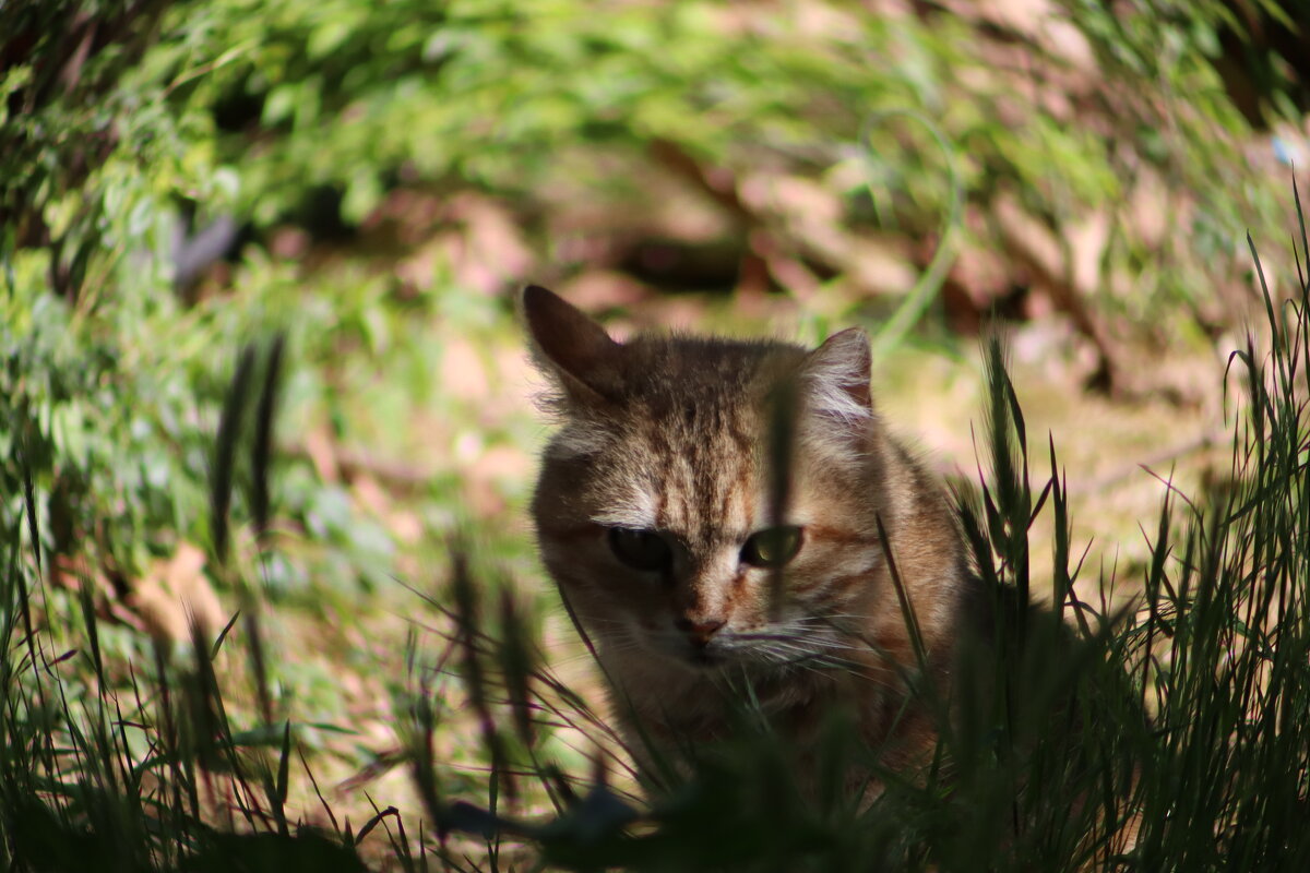 Суровый критик - Giant Tao /