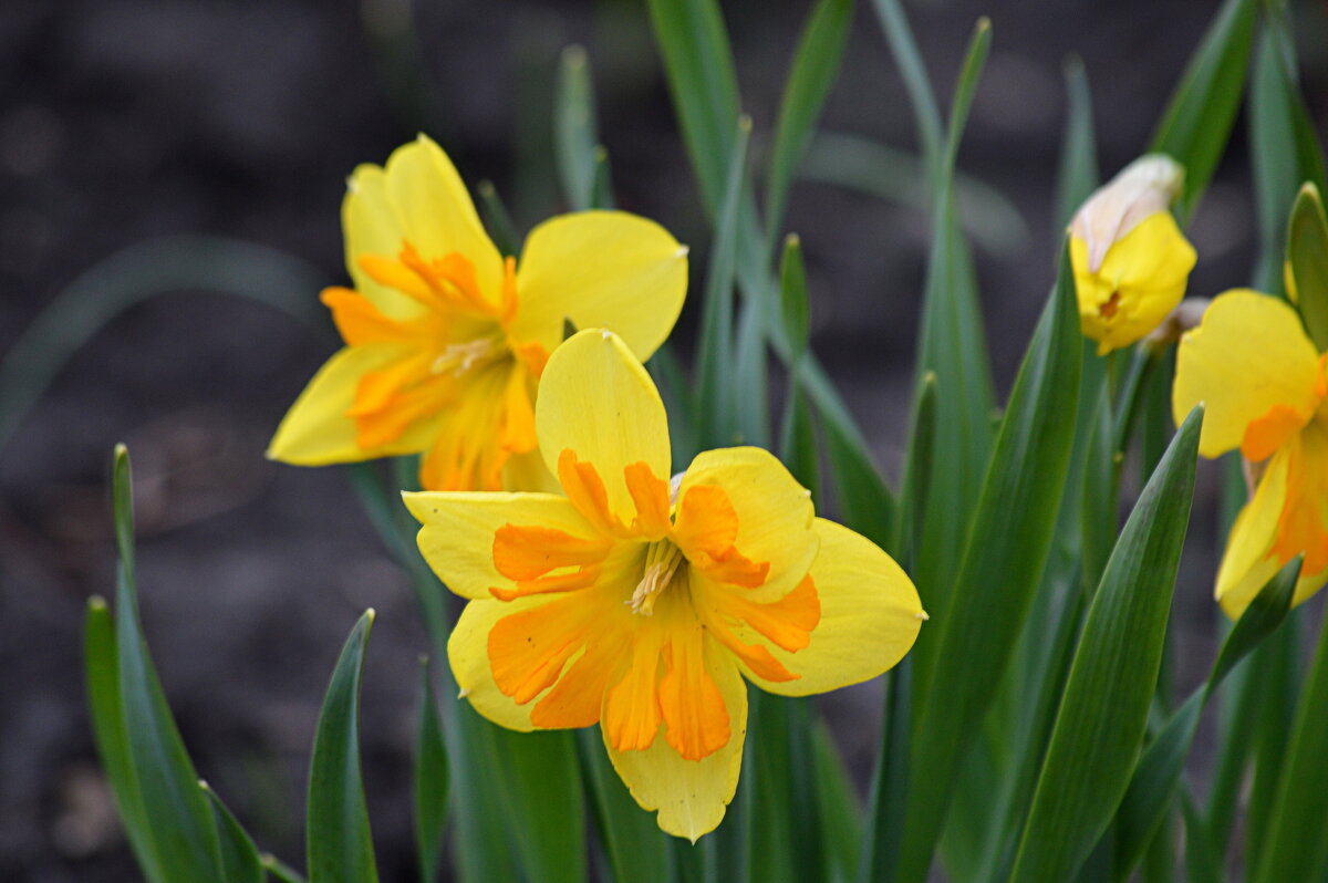 Мои новенькие нарциссы - Татьяна Лютаева Мои новенькие нарциссы - Татьяна Лютаева