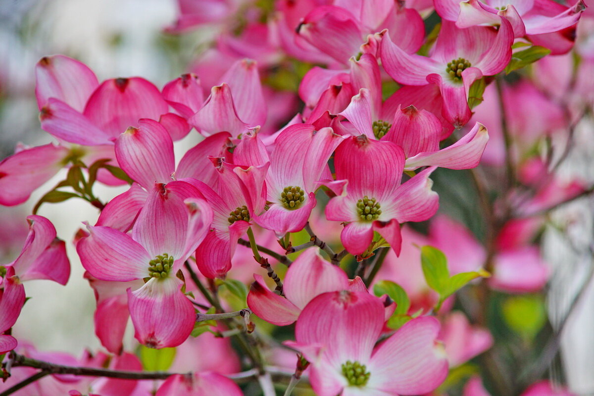 Кизил цветёт... - Николай Саржанов Кизил цветёт... - Николай Саржанов