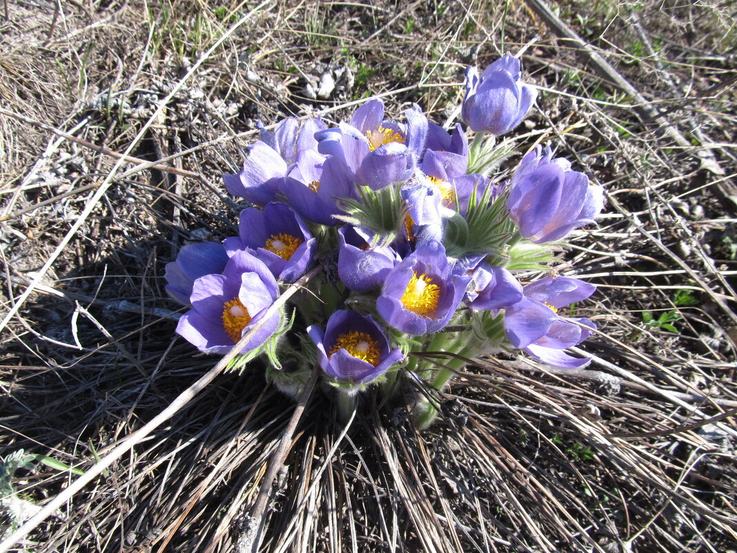 прекрасная сон-трава - Елена Шаламова прекрасная сон-трава - Елена Шаламова