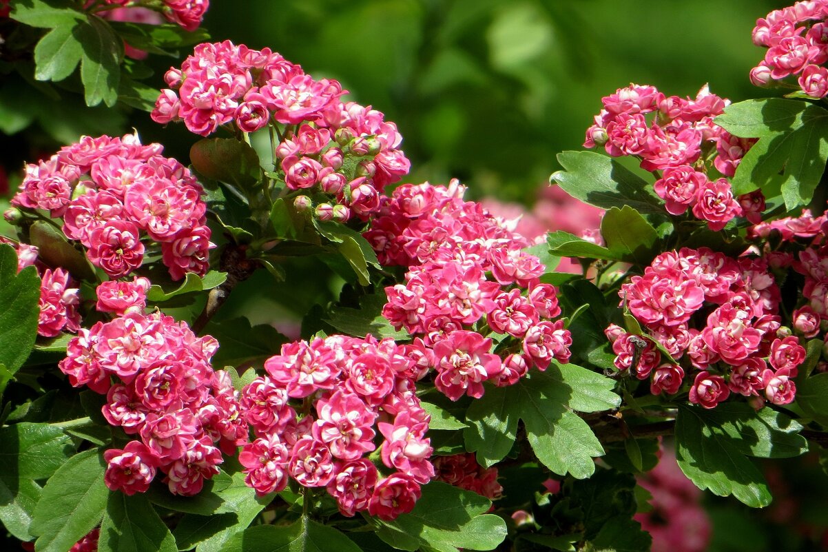 Веночек из цветов боярышника - Татьяна Смоляниченко Веночек из цветов боярышника - Татьяна Смоляниченко