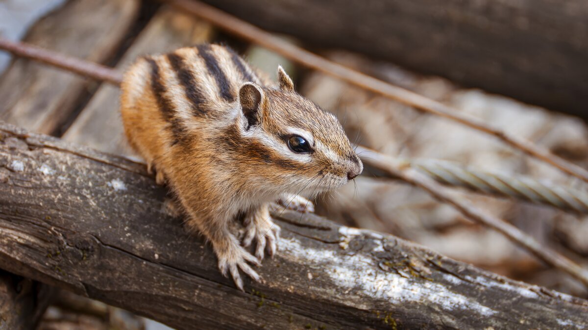Полосатый и усатый. - Вадим Басов