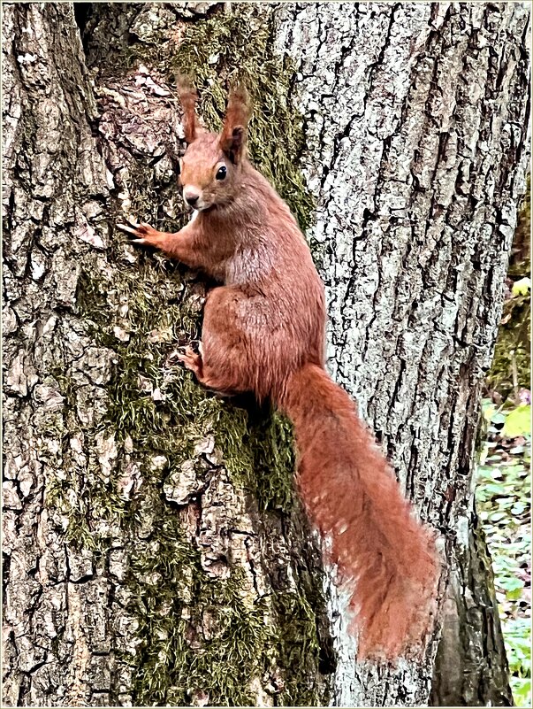Белочки Ашманн-парка. - Валерия Комова Белочки Ашманн-парка. - Валерия Комова