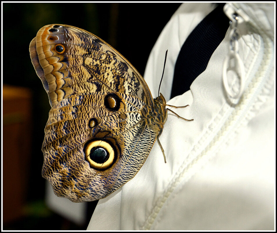 ..доверие... - Aleksandr Gal