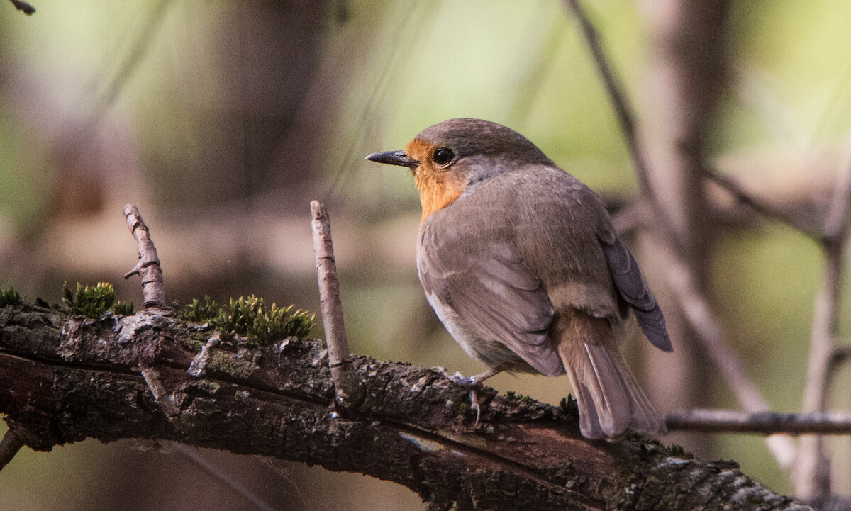 Зарянка - Владимир Безбородов Зарянка - Владимир Безбородов
