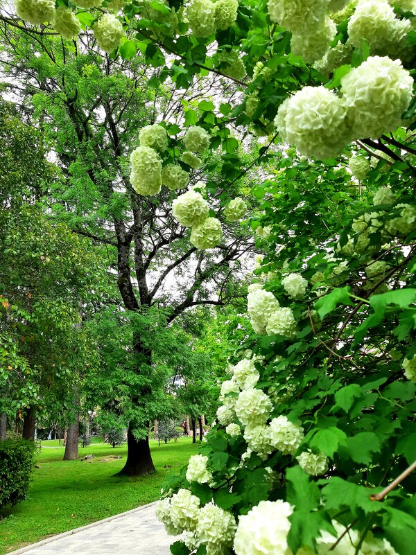 Калина Бульденеж - Tata Wolf Калина Бульденеж - Tata Wolf