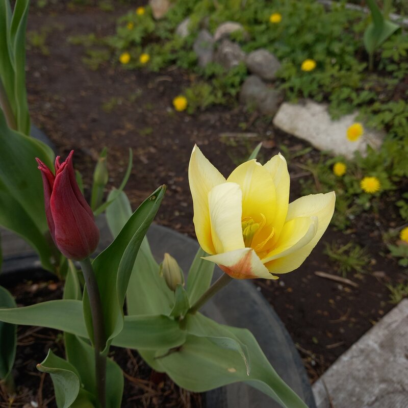 Тюльпаны - BoxerMak Mak