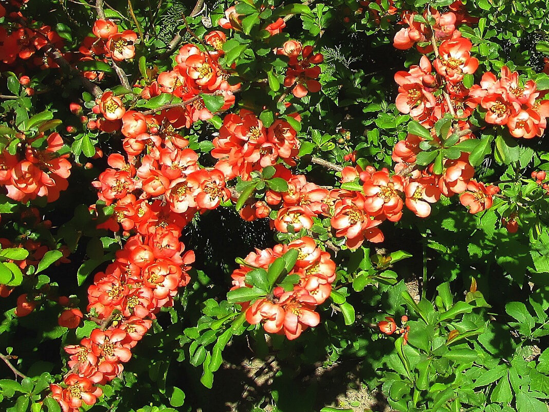 Японская айва - Ольга Довженко