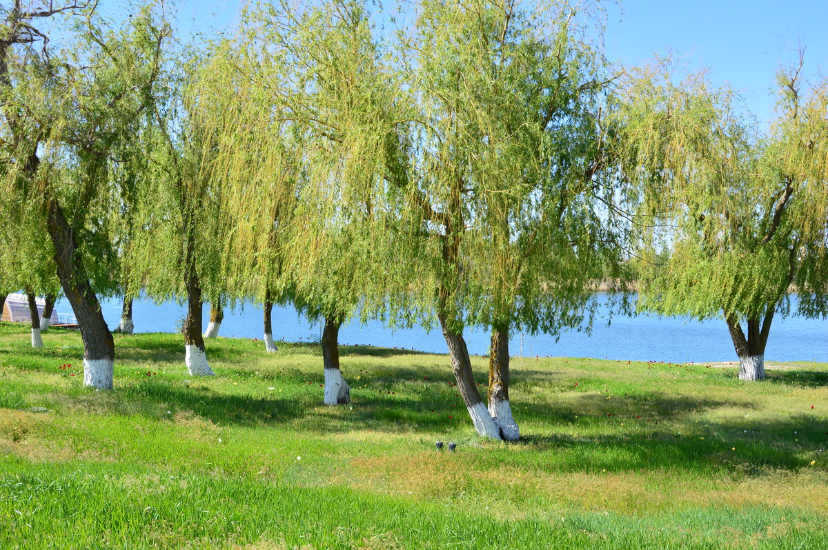 Донские виды. - Виктор Донские виды. - Виктор