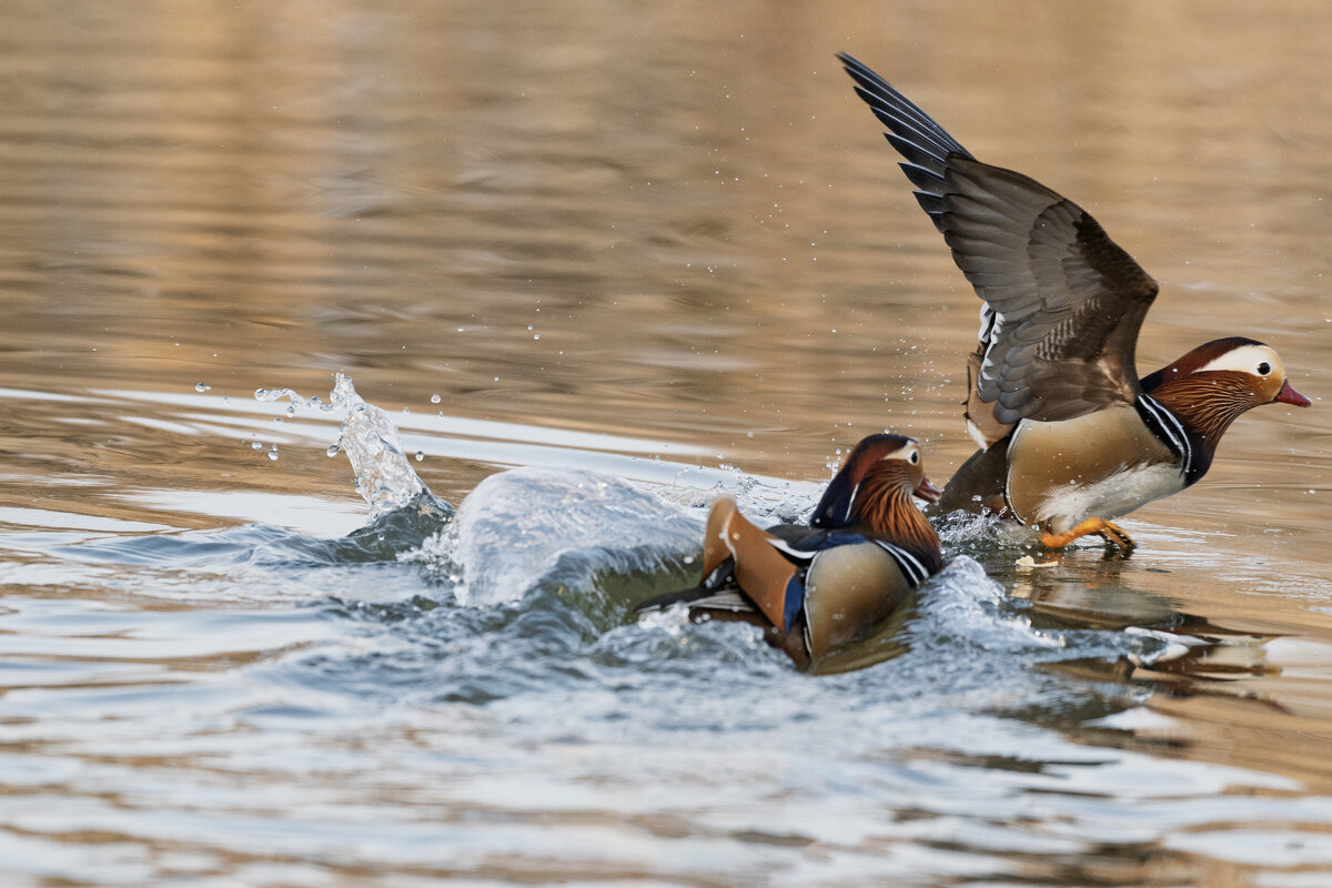 *** - Alexandr Khizhniak