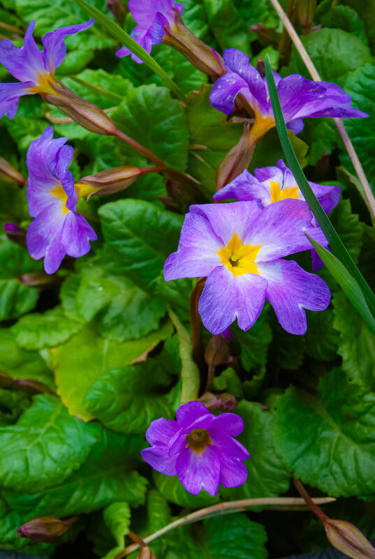 Нежная примула - Анастасия Логинова