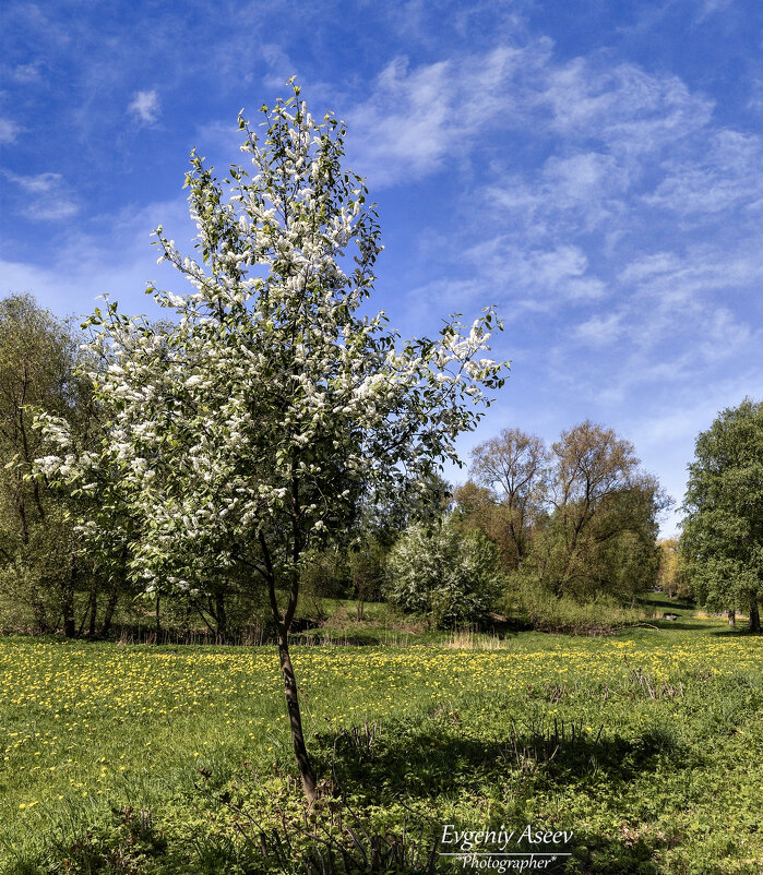Весна - Евгений Весна - Евгений