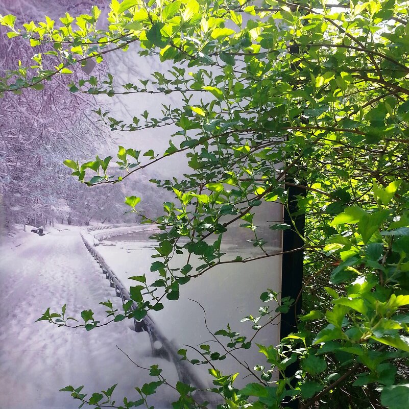 Мороз и солнце, день чудесный...) - Галина 