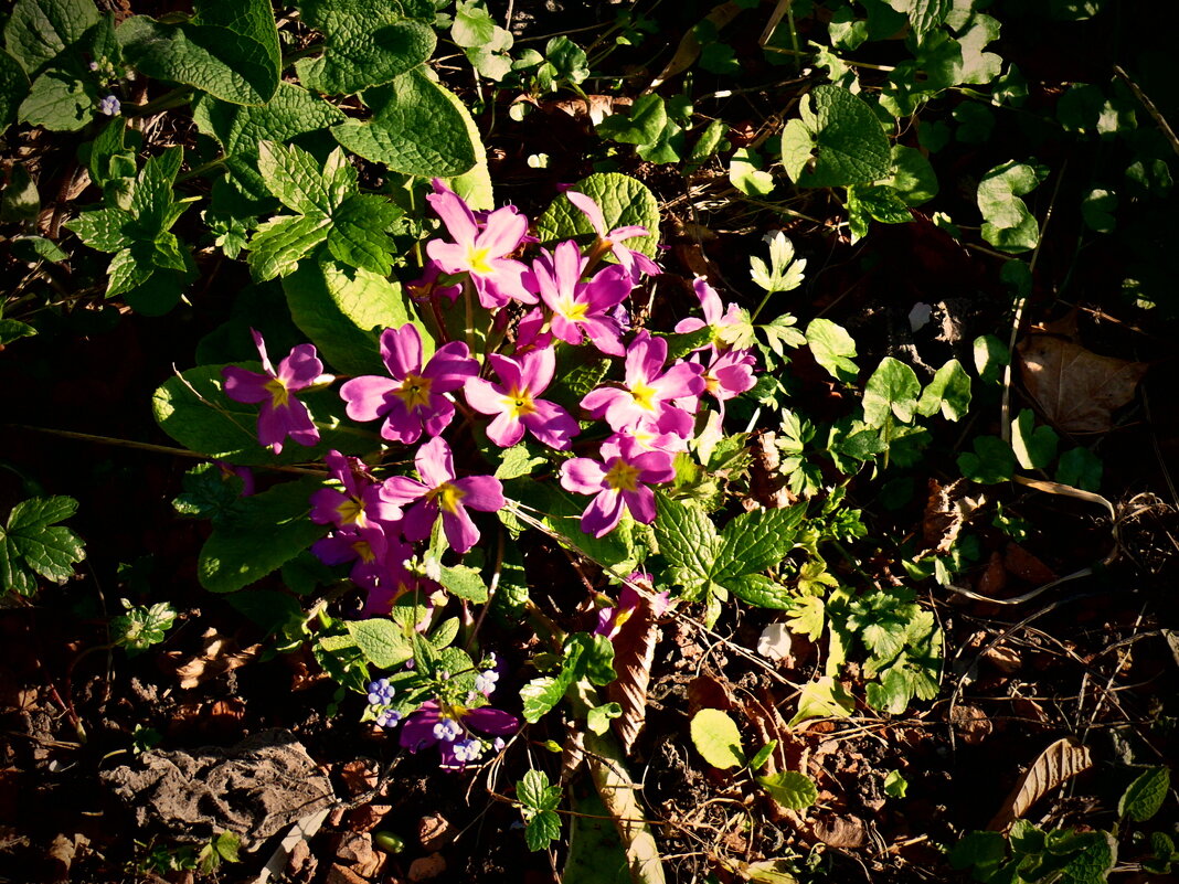 Весенние зарисовки 117 - Алексей Кузнецов