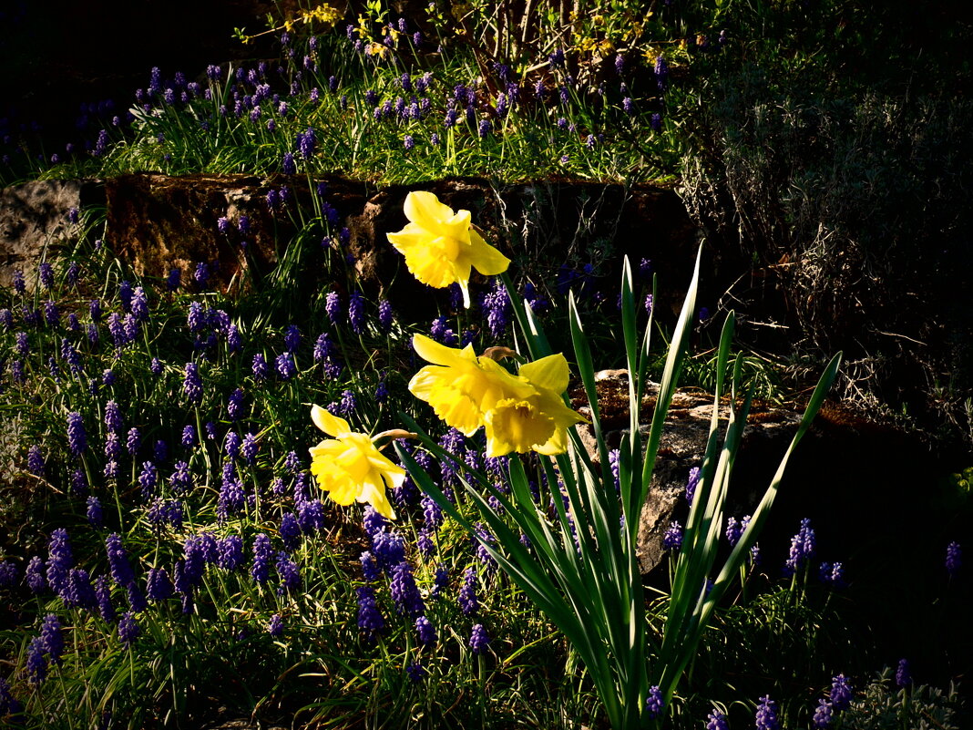 Весенние зарисовки 120 - Алексей Кузнецов