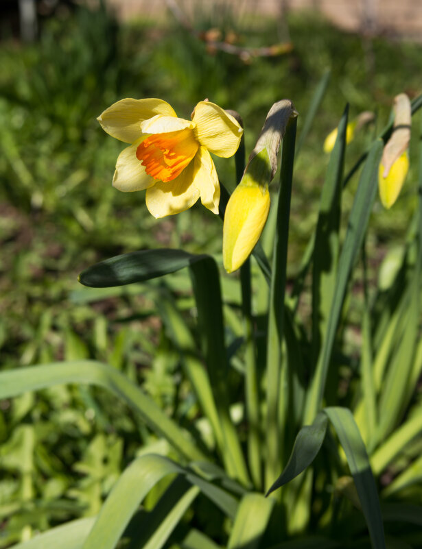 Нарциссы - Светлана Мишенёва Нарциссы - Светлана Мишенёва