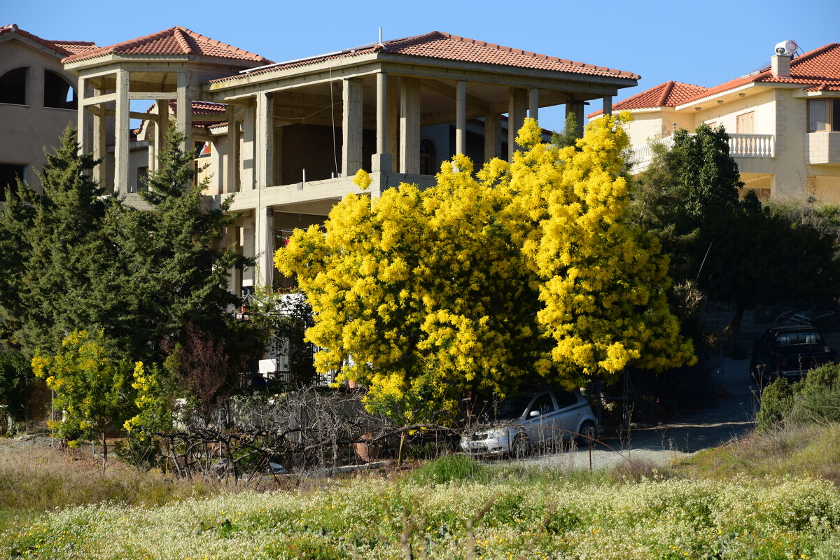 Цветёт мимоза - Oleg4618 Шутченко Цветёт мимоза - Oleg4618 Шутченко