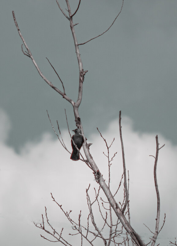 Ворона - Яна Горбунова Ворона - Яна Горбунова