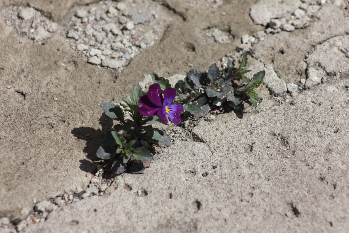 Навстречу солнцу - victor Lion