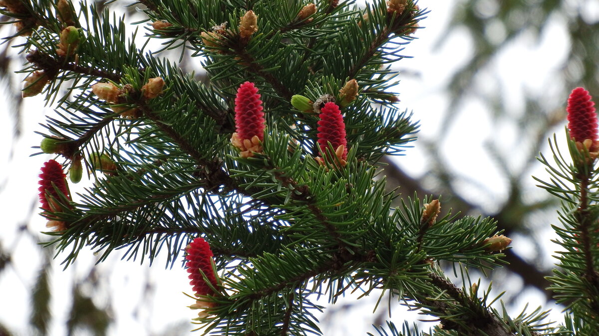 Красные шишки . - Вик Токарев Красные шишки . - Вик Токарев
