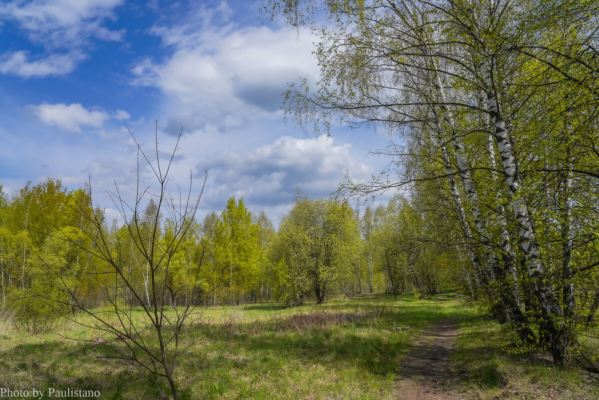 На опушке... - Владимир Жданов На опушке... - Владимир Жданов