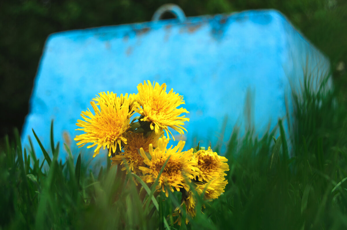 Одуванчик - Валерий Серёгин Одуванчик - Валерий Серёгин
