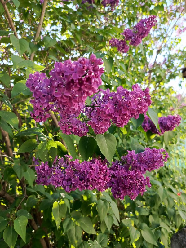 Сирень цветет - Татьяна Пальчикова