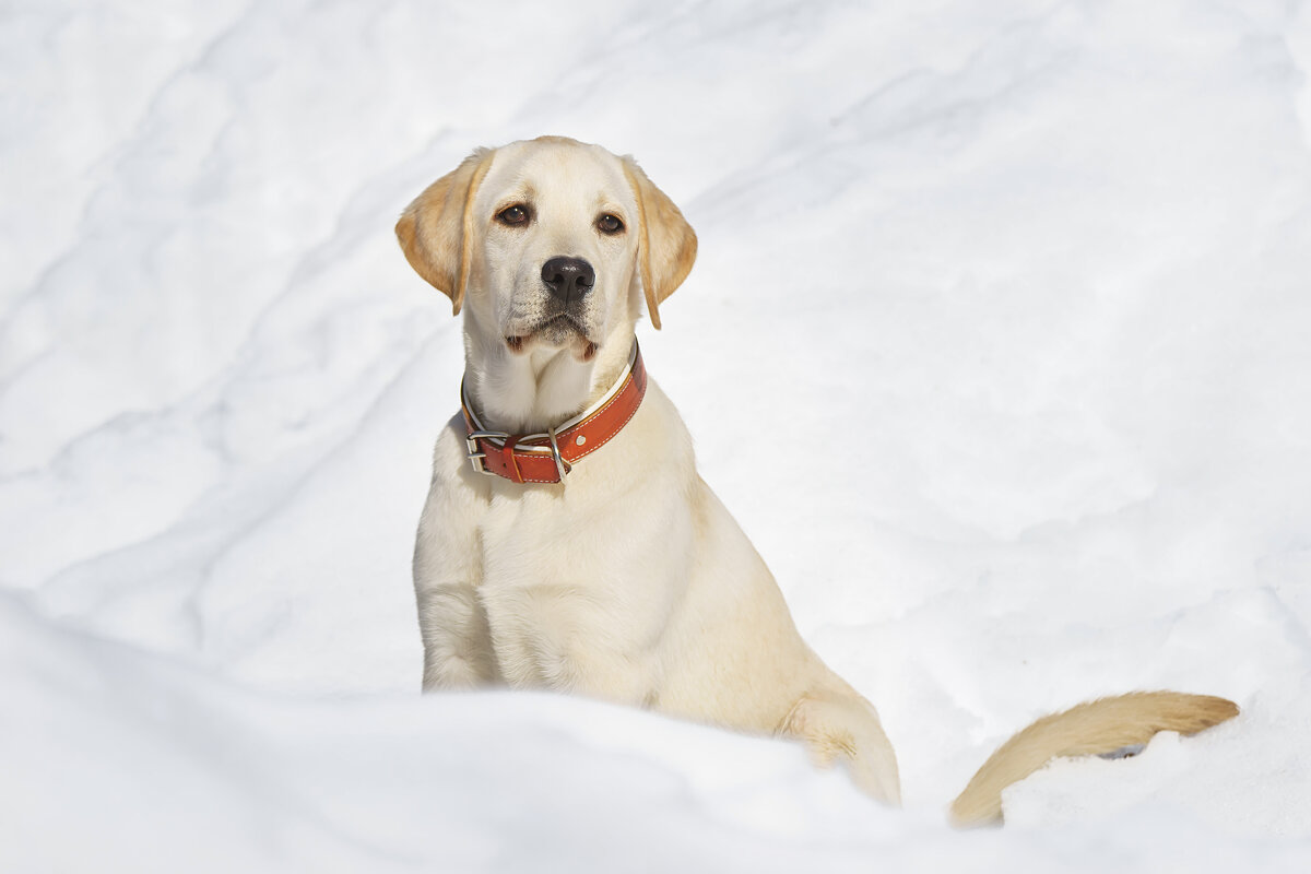 Алькор - Alex Bush