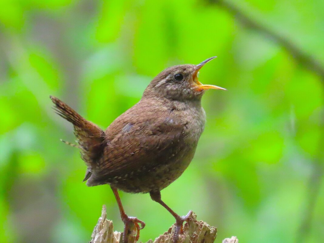 Крапивник - Ольга Митрофанова
