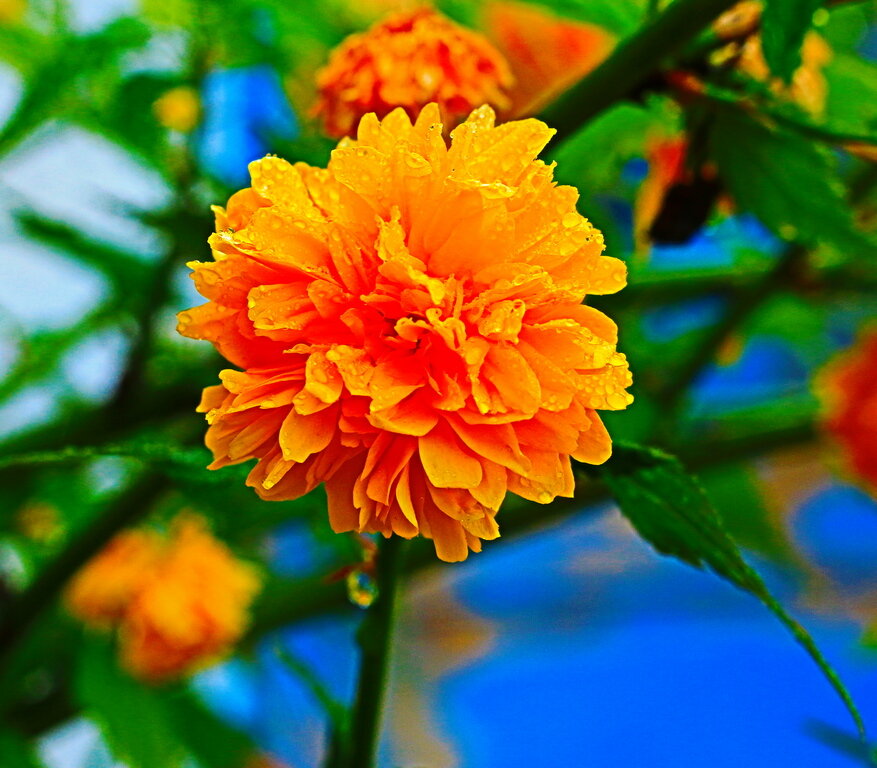 керия - Игорь Kуленко