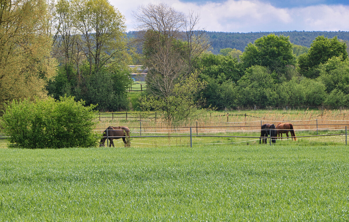 На выпасе - Waldemar F.