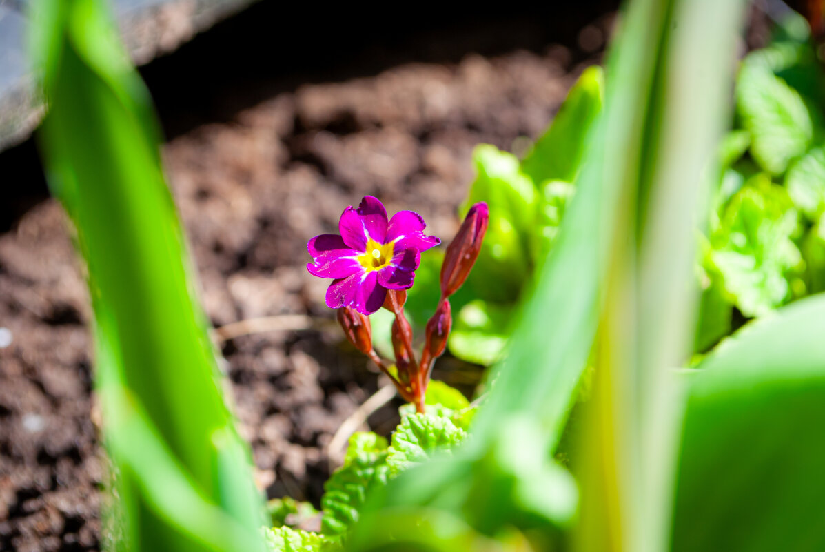 Любима солнцем примула! - Анастасия Логинова Любима солнцем примула! - Анастасия Логинова