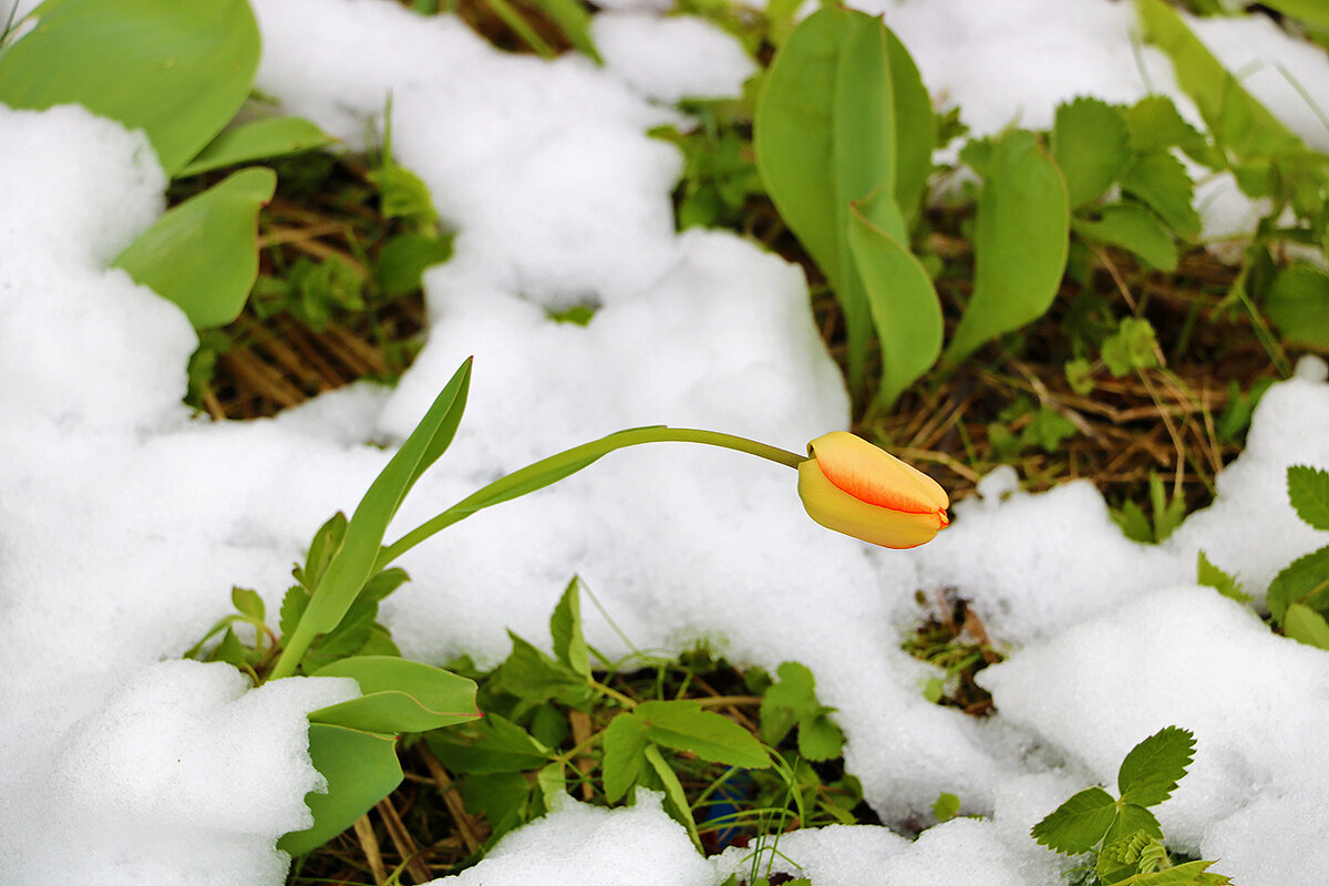 После снегопада в ночь на 2 мая - Светлана 