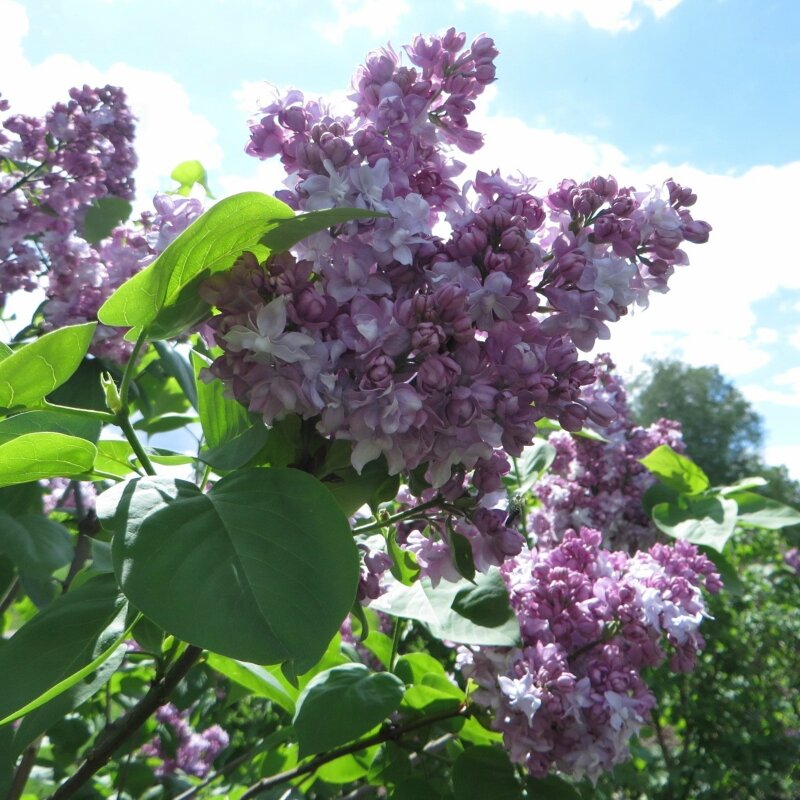 сирень - марта Камушкина