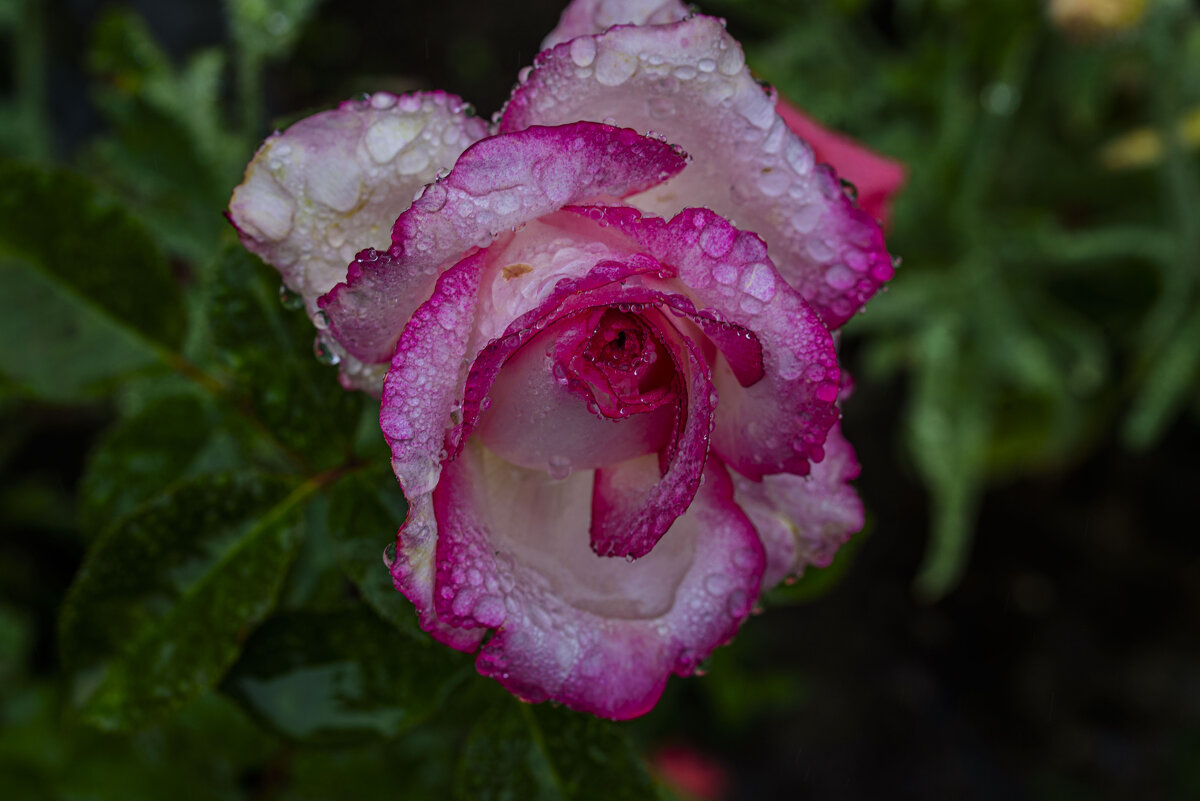 грузинская... - Осень грузинская... - Осень