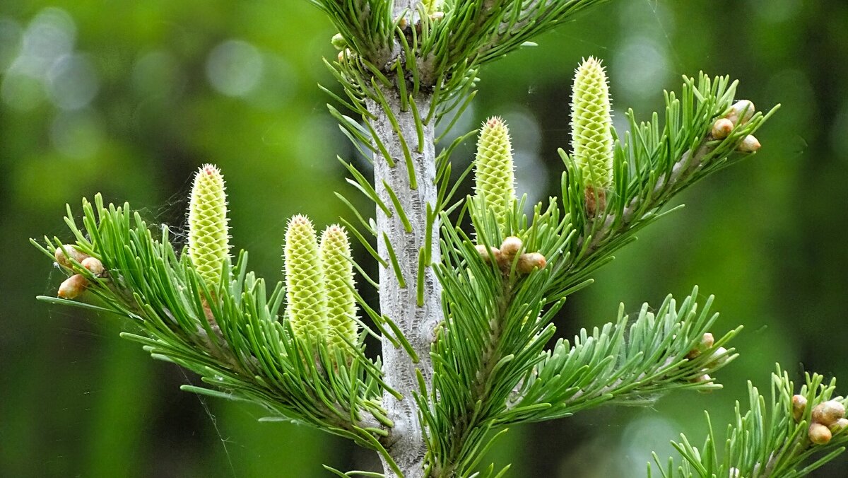 Ель с молодыми шишками - Милешкин Владимир Алексеевич 